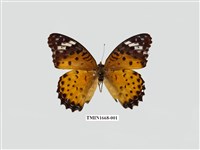 藏品(斐豹蛺蝶)的圖片